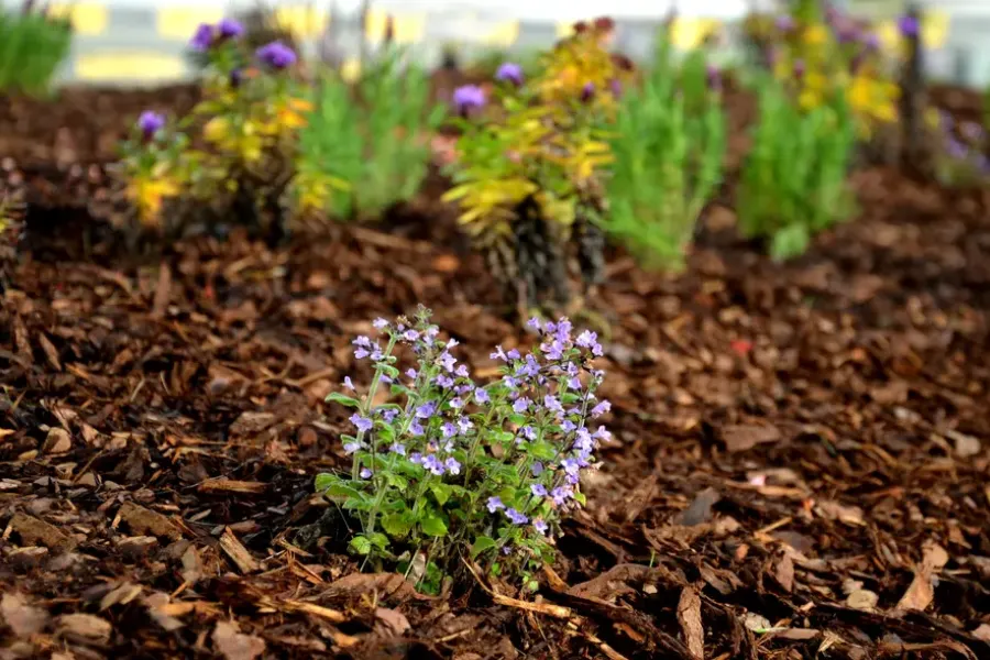 Excellent Mulching Brunswick, GA Excellent Mulching Brunswick, GA
