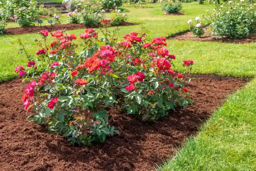 How Proper Mulching Protects Plants During Harsh Weather in Brunswick, GA How Proper Mulching Protects Plants During Harsh Weather in Brunswick, GA