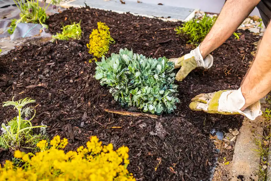 Seasonal Mulching Practices For Year-round Plant Health Brunswick, GA Seasonal Mulching Practices For Year-round Plant Health Brunswick, GA